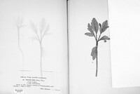 Puccinia fusca image